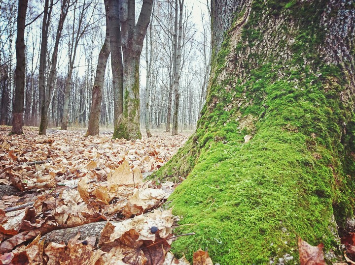 forest
