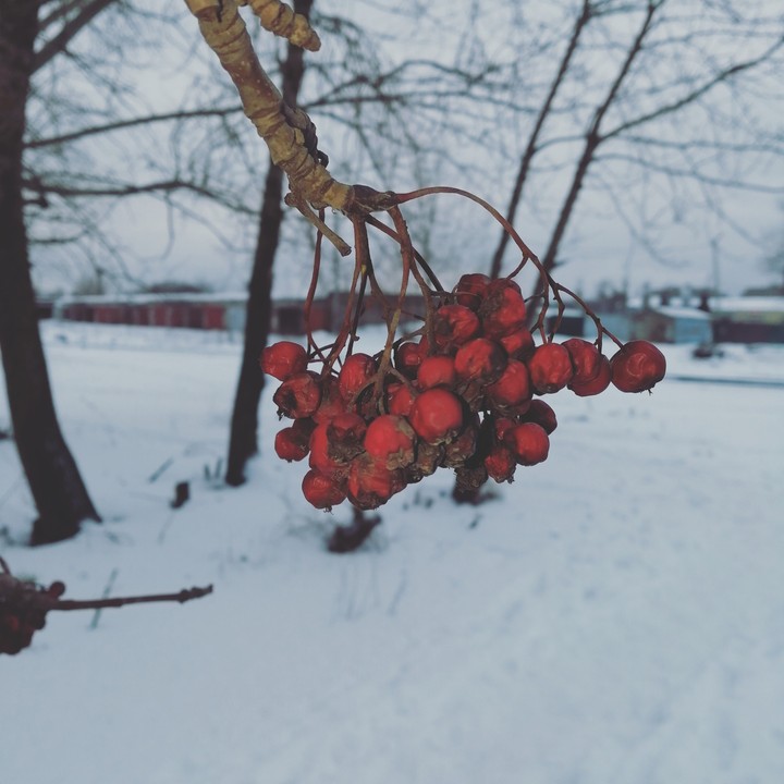 Рябина