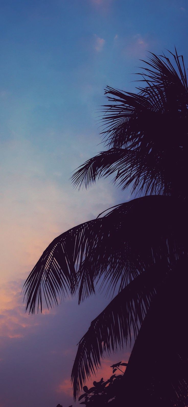 Palm tree and Sky