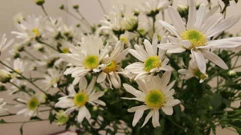 Winter daisy