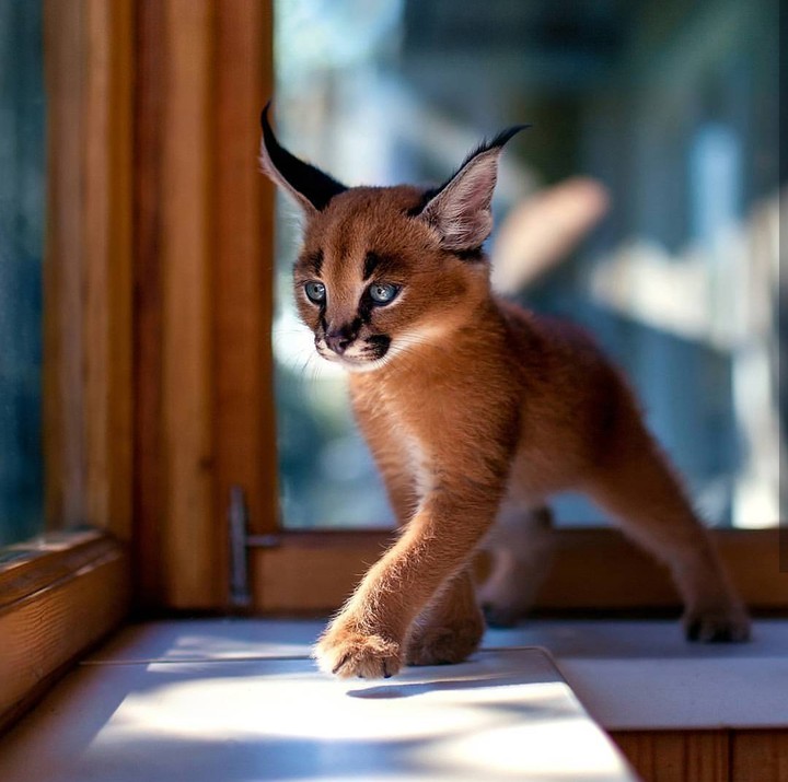 baby caracal