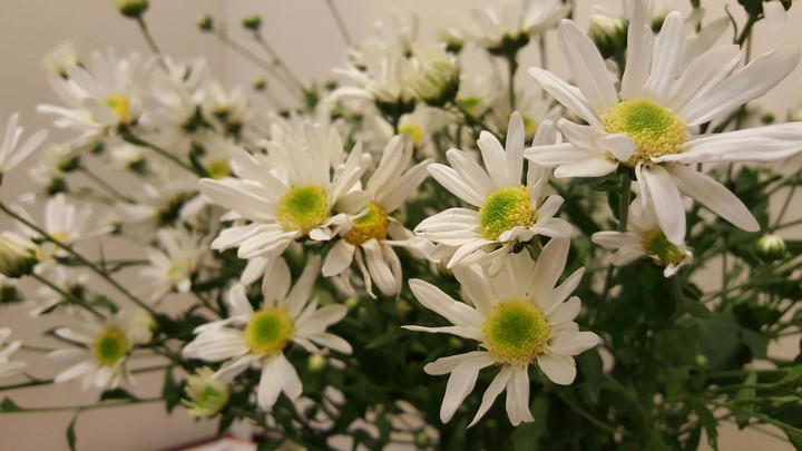 Winter daisy