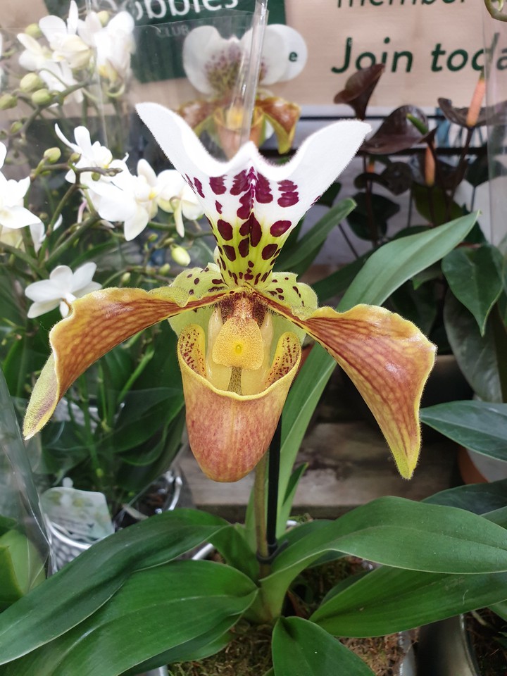 slipper orchid......
