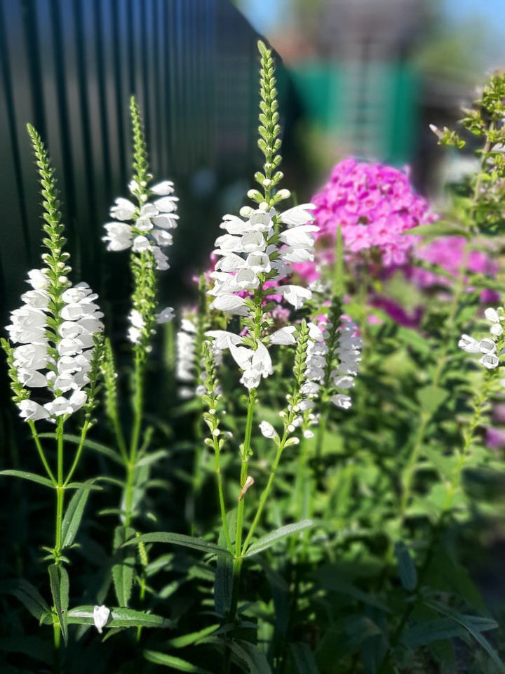 My garden