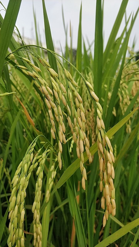 paddy plant
