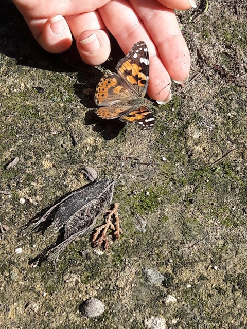 butterfly