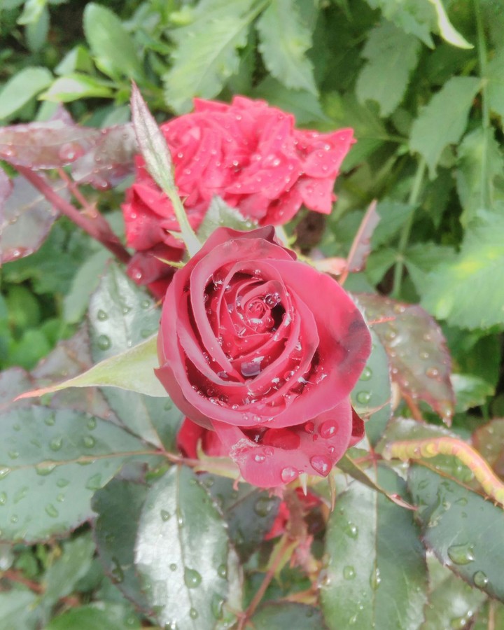 Roses and dew