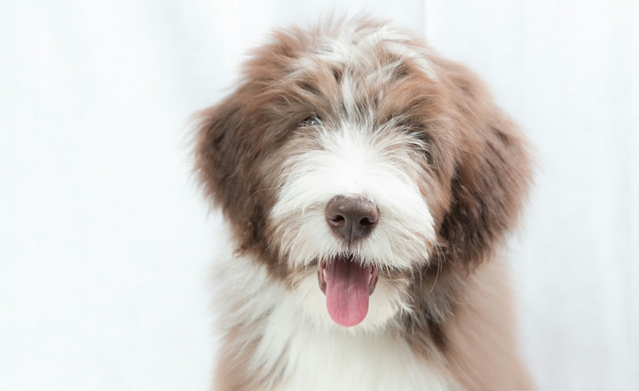 bearded collie puppy