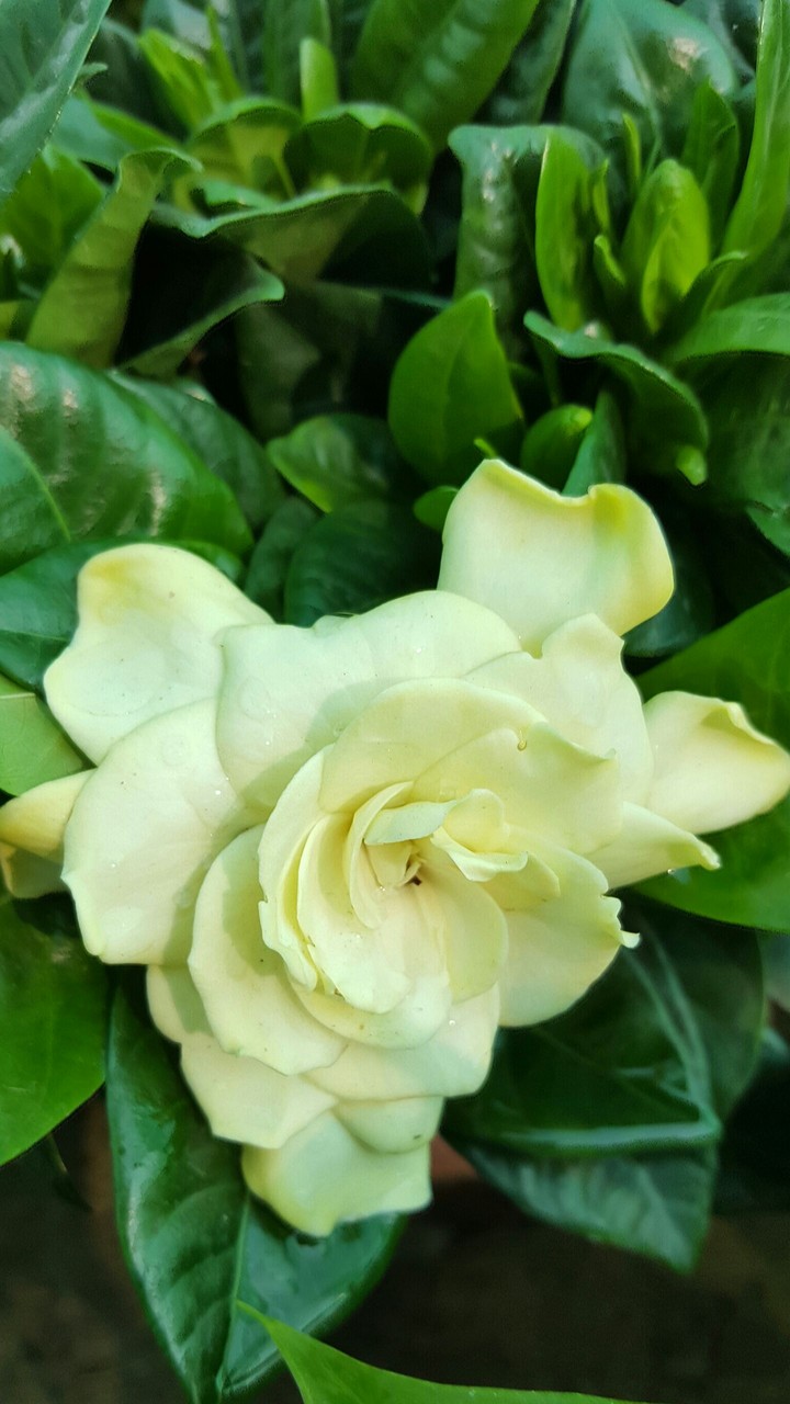 white Rose