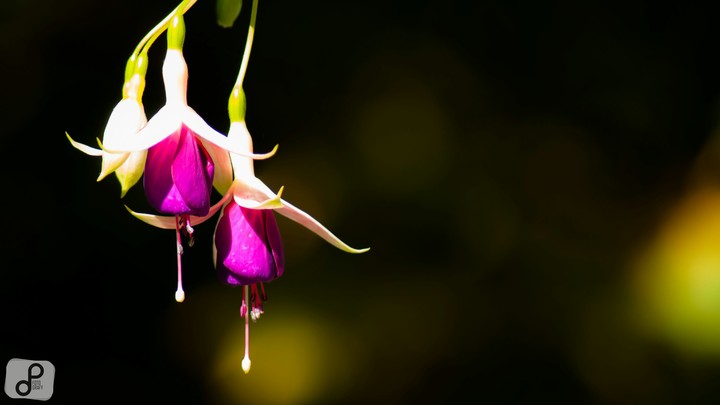 Colors of nature