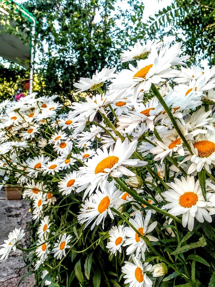 daisy..