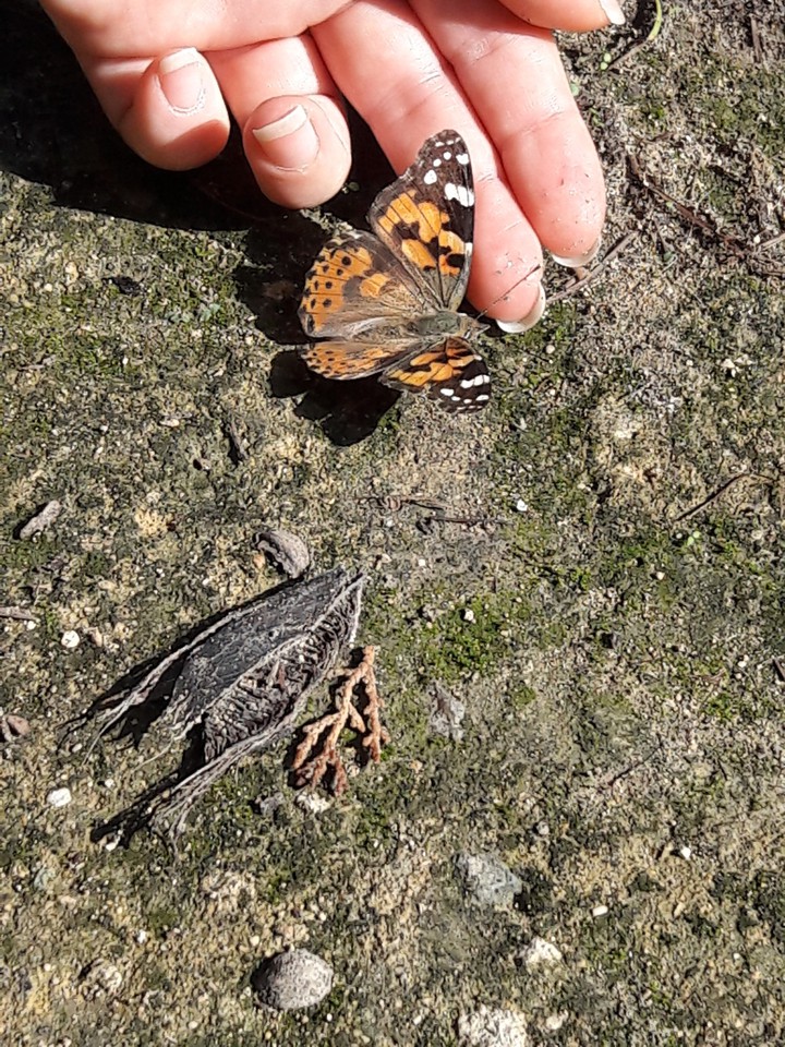 butterfly