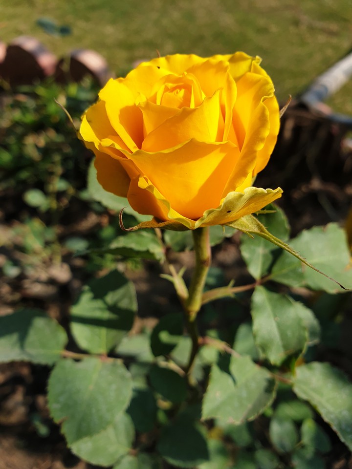 yellow