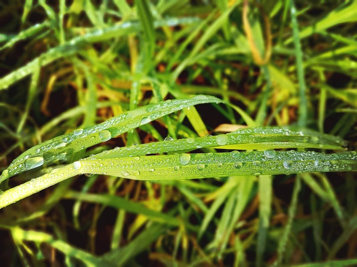 Water&grass