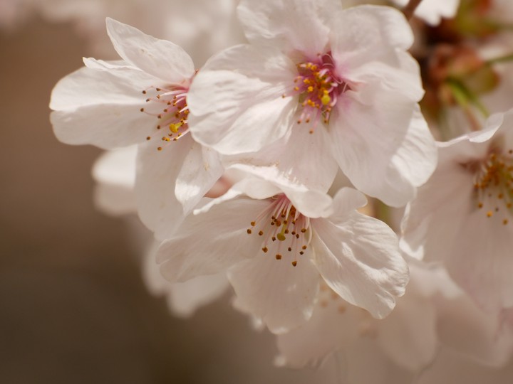 cherryblossom