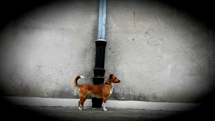 My dog