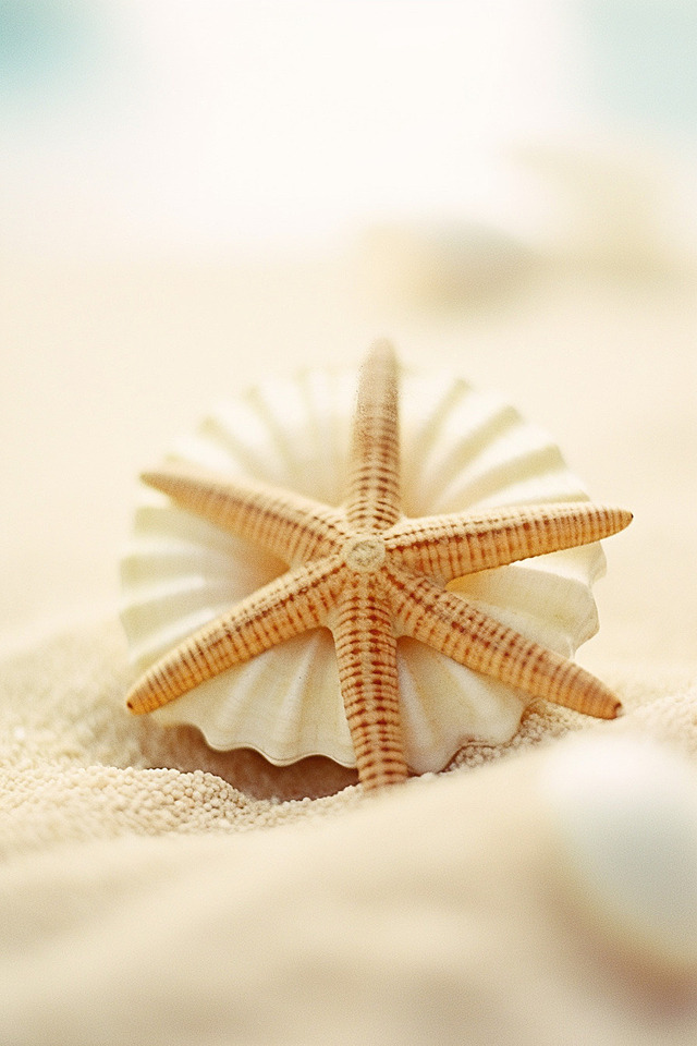 sfondi beach, echinoderm