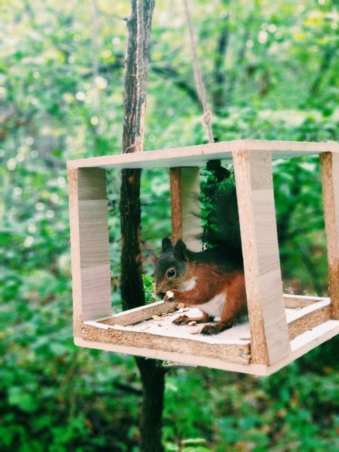 Morning Forest Squirrel