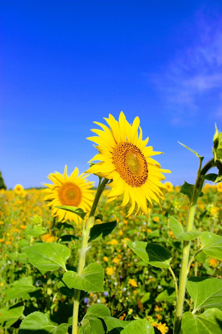 Sonnenblume