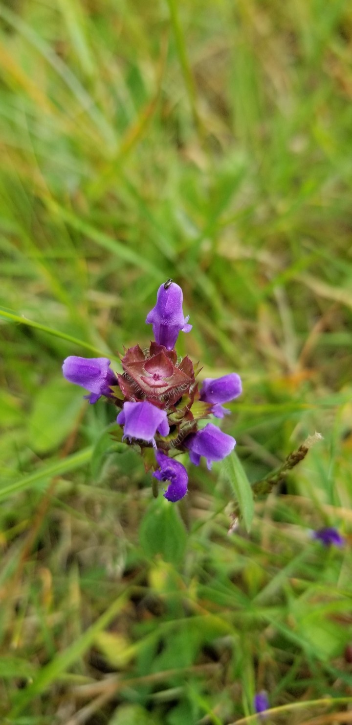 flower happiness 22