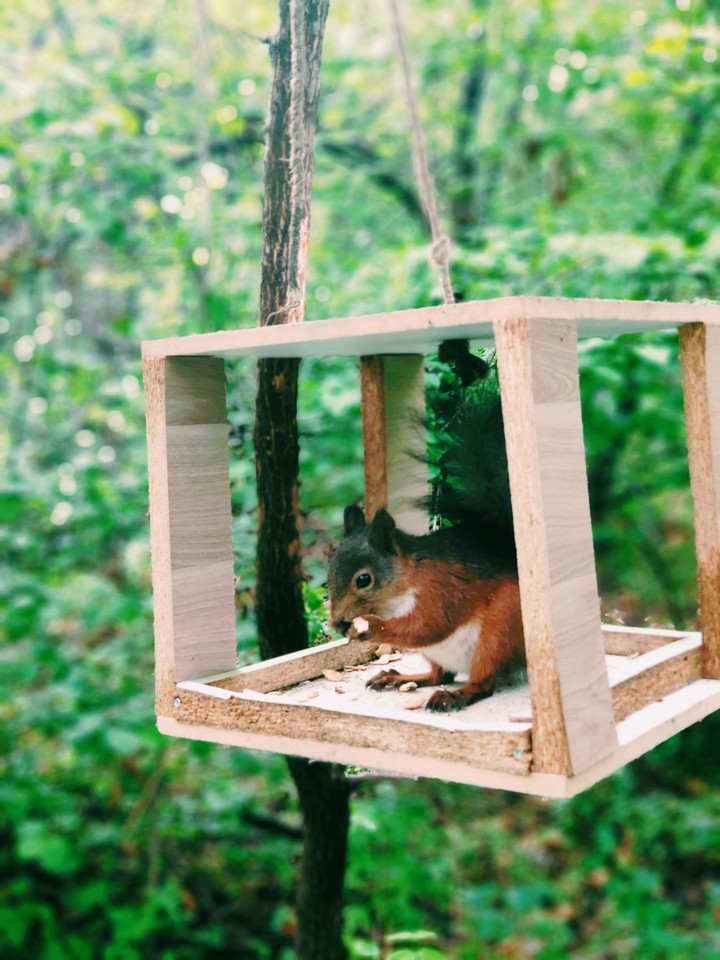 Morning Forest Squirrel