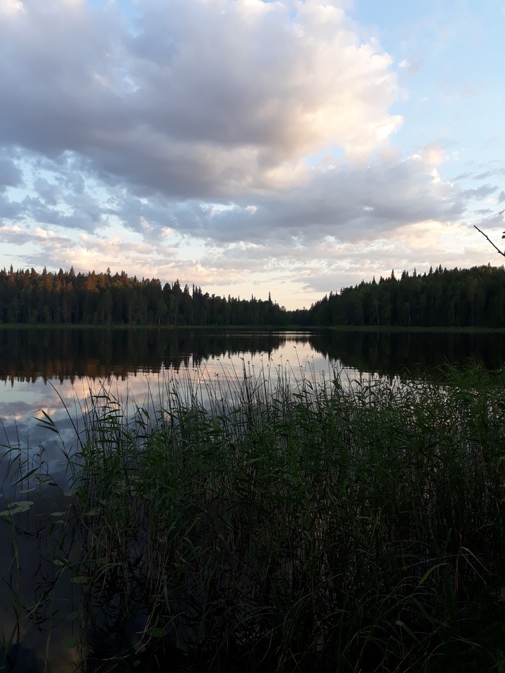 утренний лес
