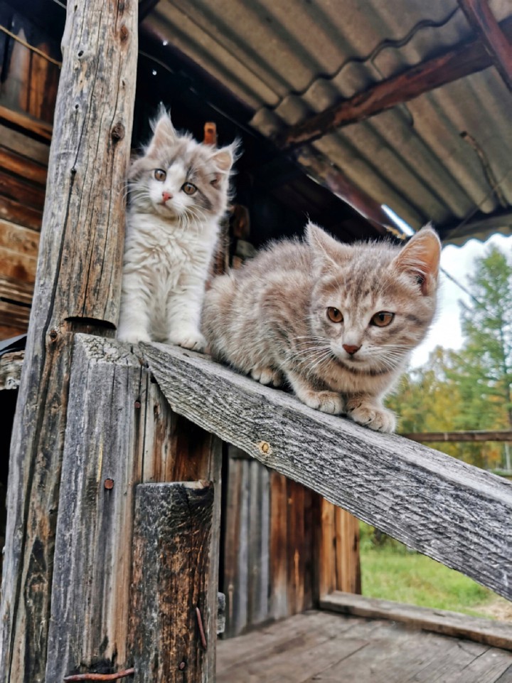 cat