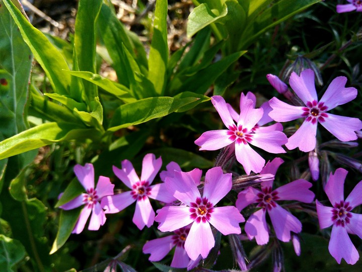 Flower harmony