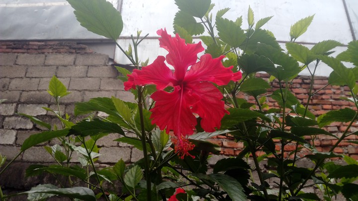 Red Hibiscus