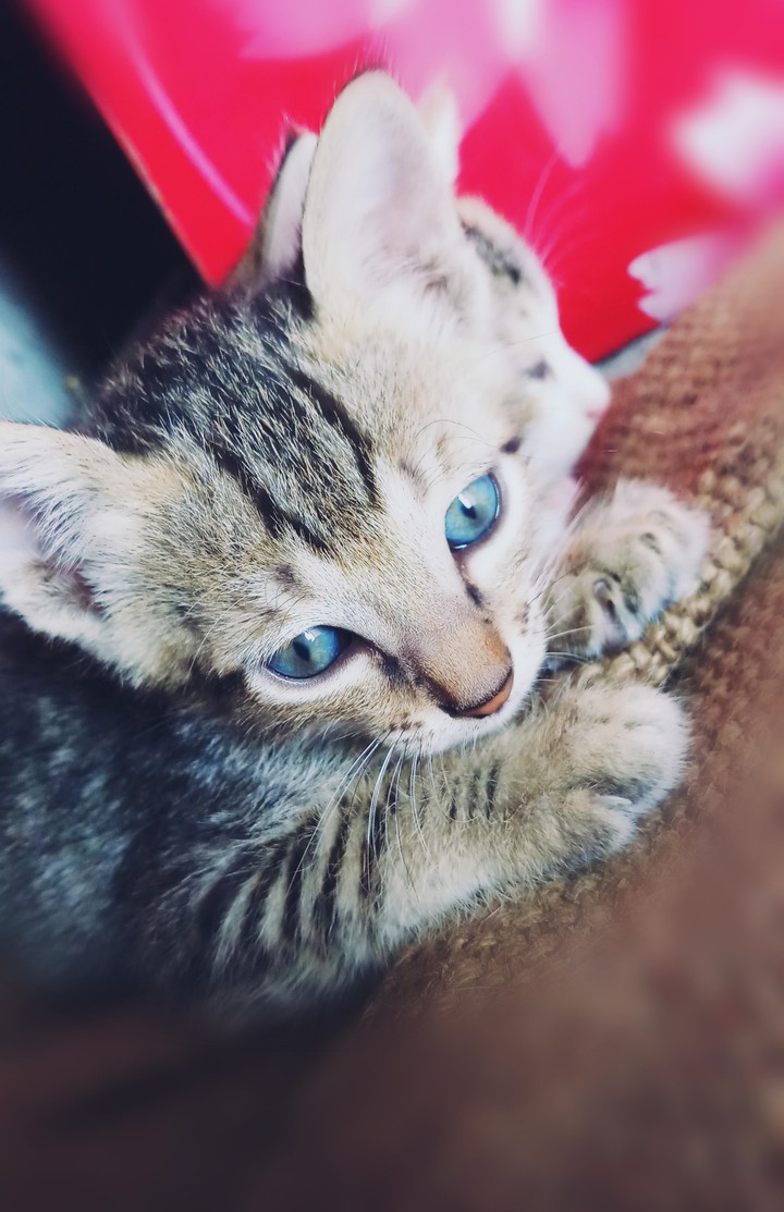 cat