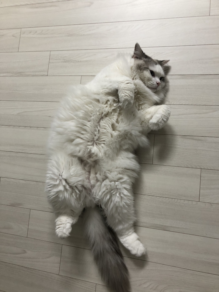 랙돌