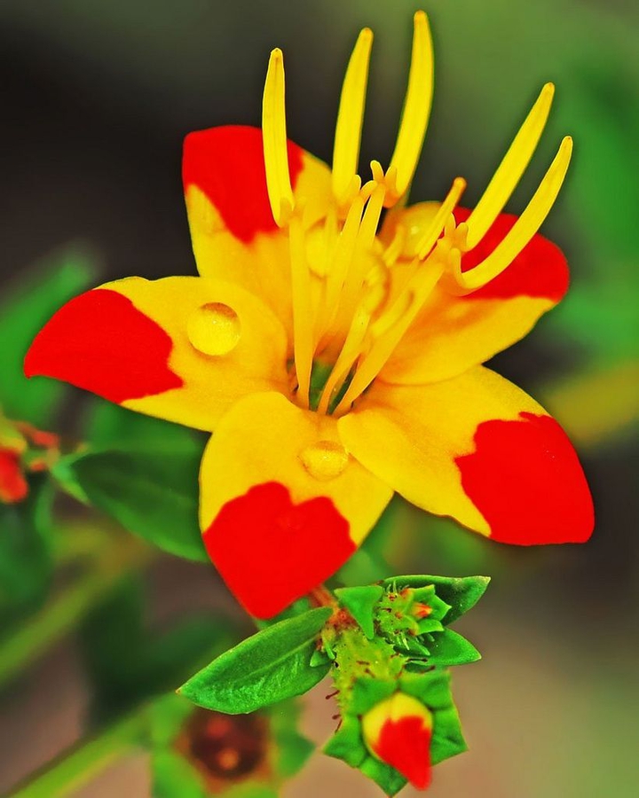 Flower with droped of water.