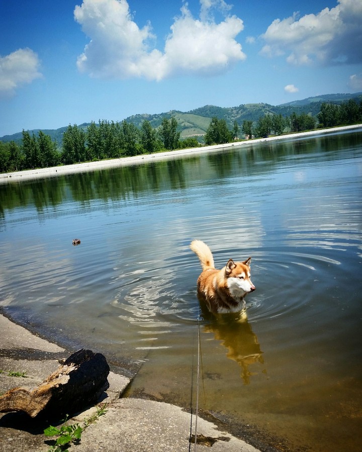 Husky in the river