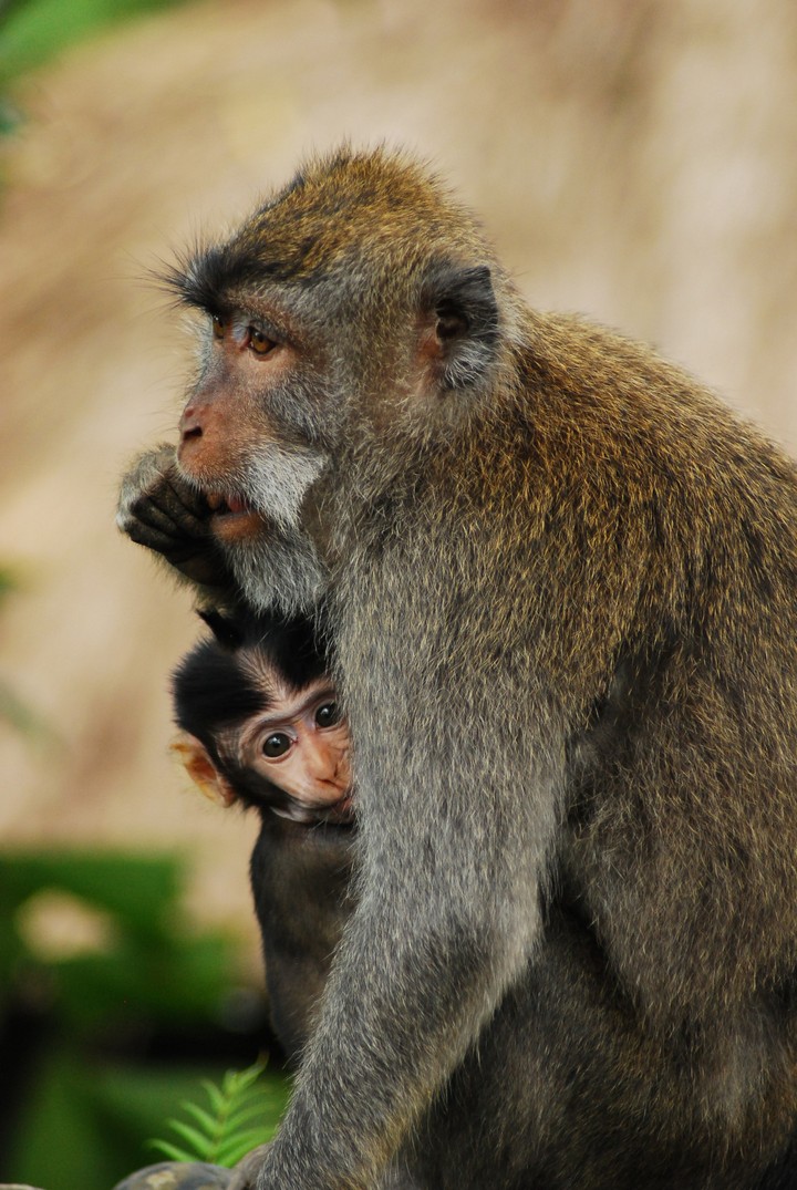 mother love