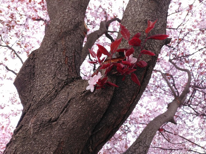 Contrastes
