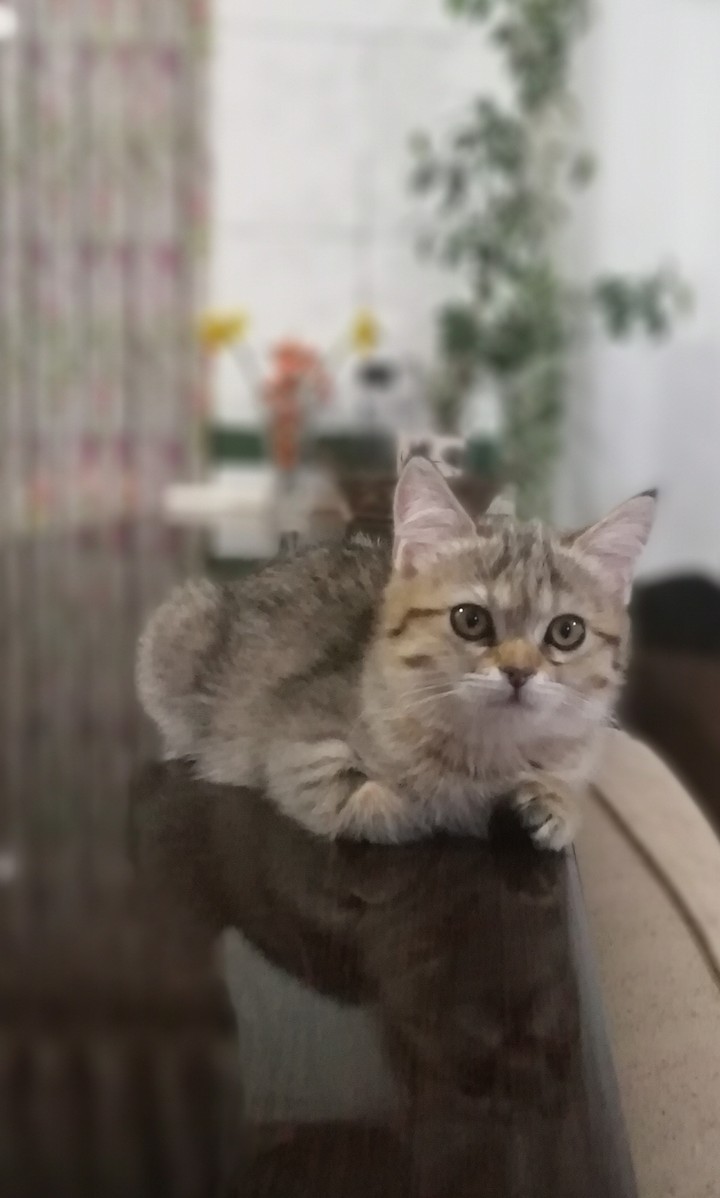 My cute kitten MiMi