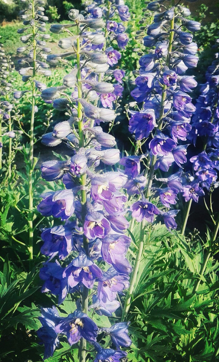 flowers