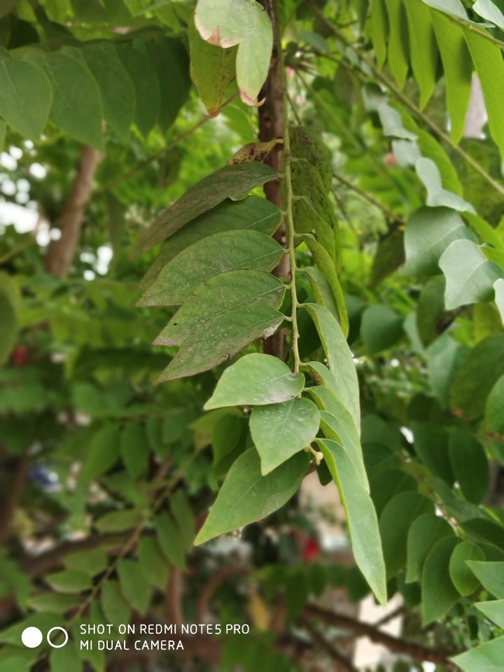 green leaf