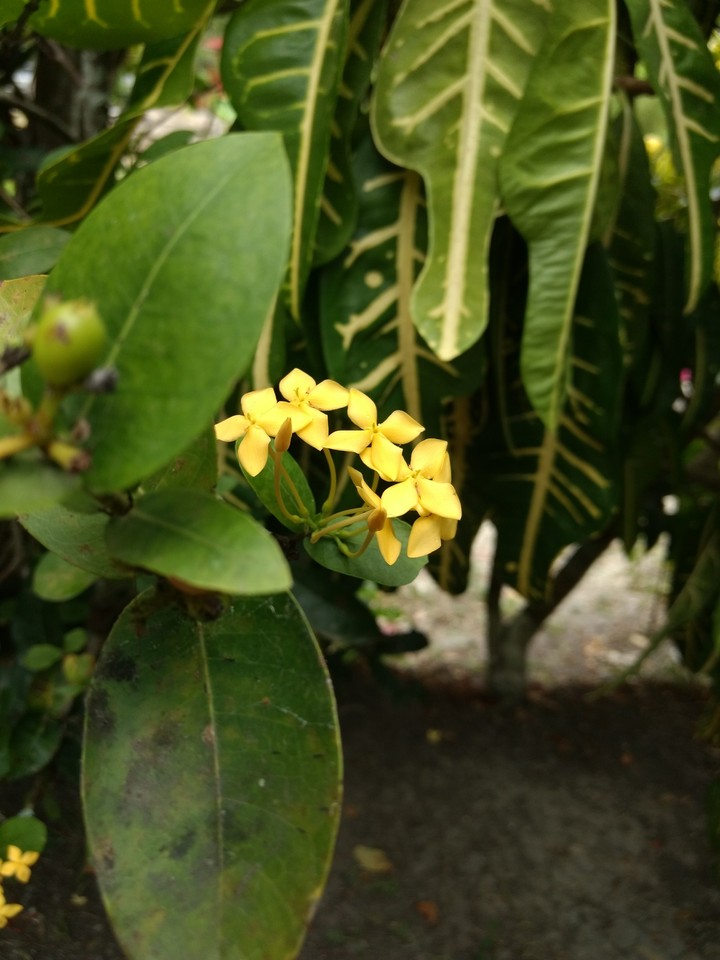 Yellow