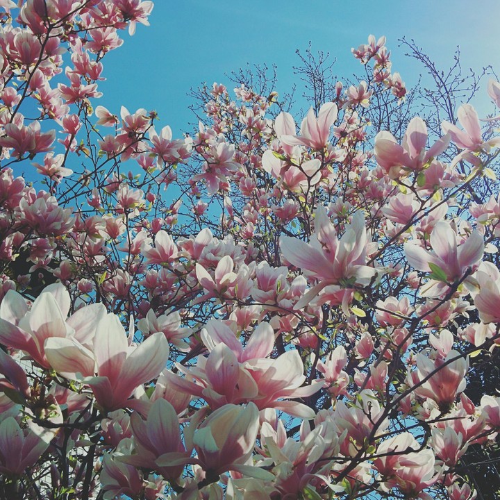 flowering magnolia. spring and flowers.