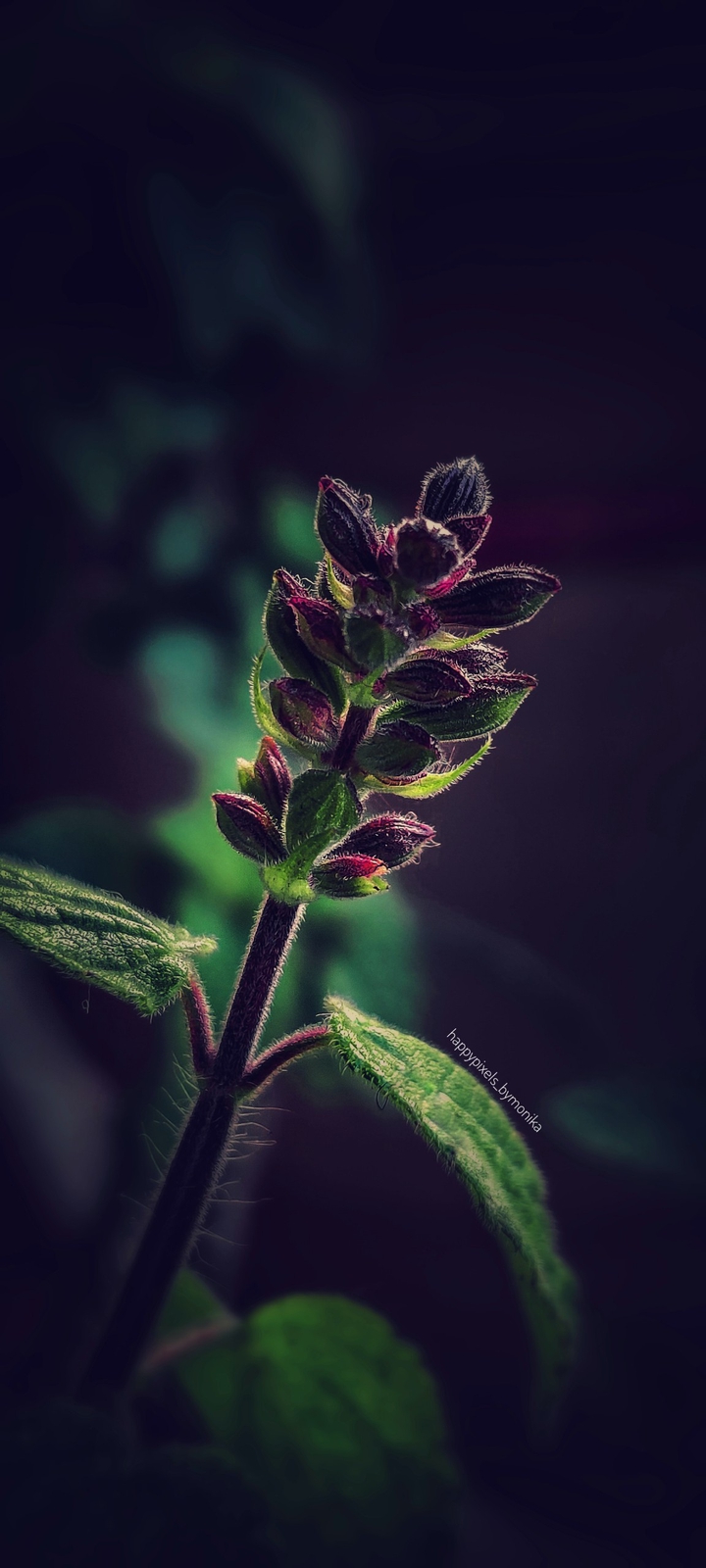 Blooming Flowers