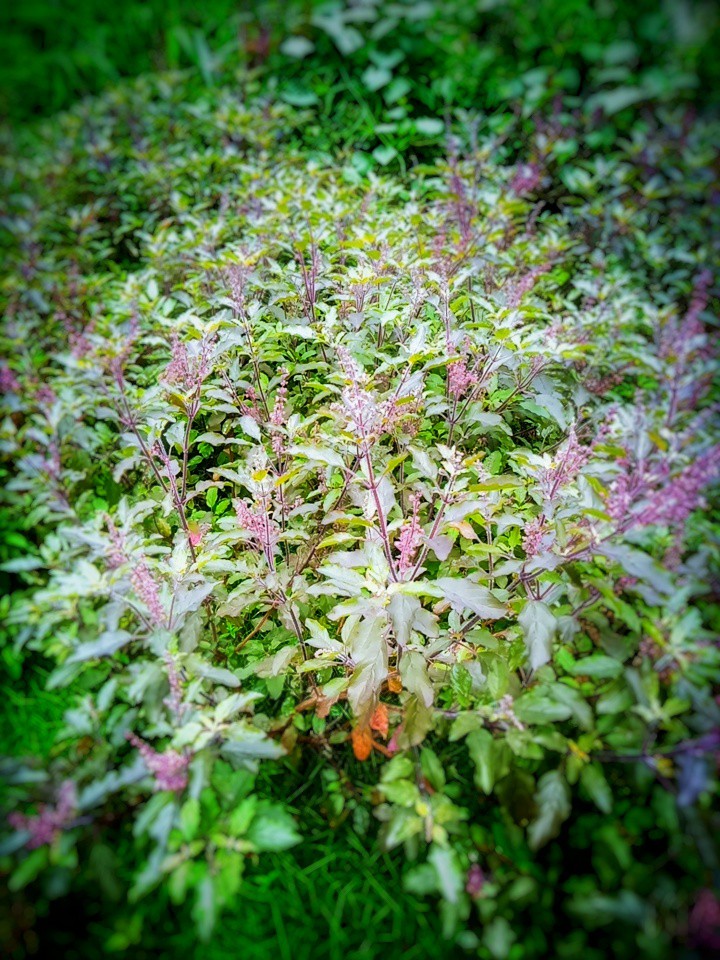 tulsi(Holy Basil)