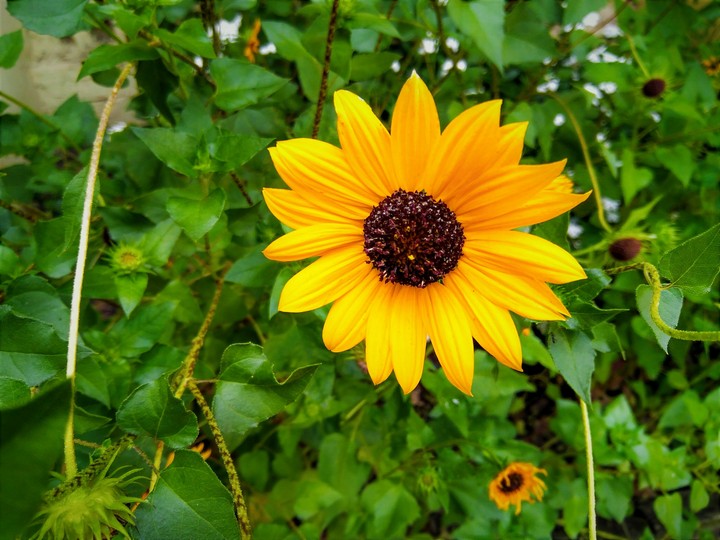sunflower