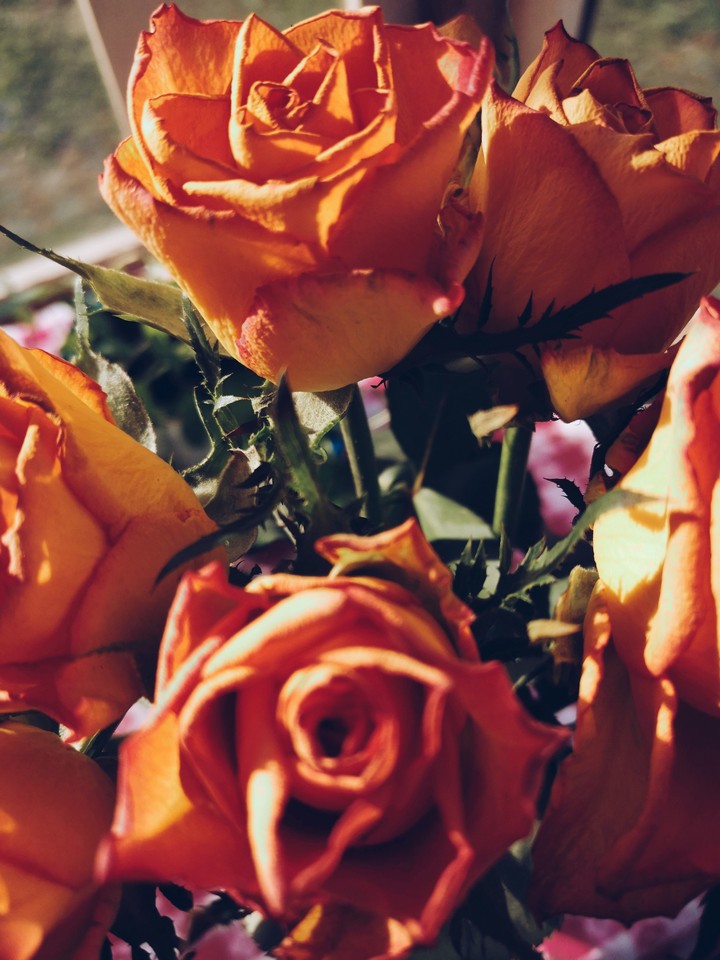roses