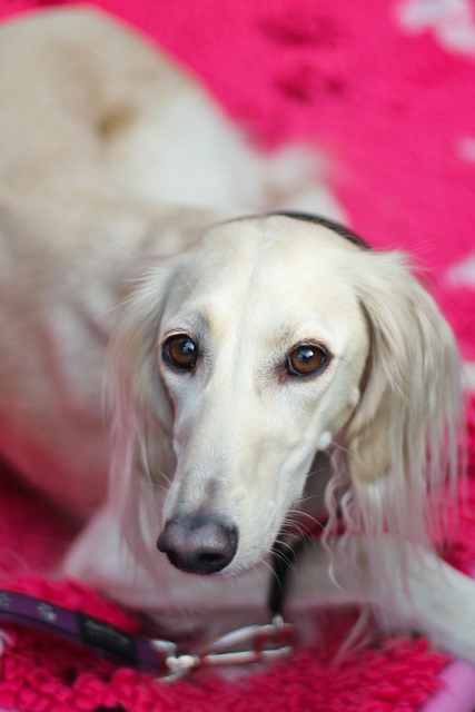 Saluki