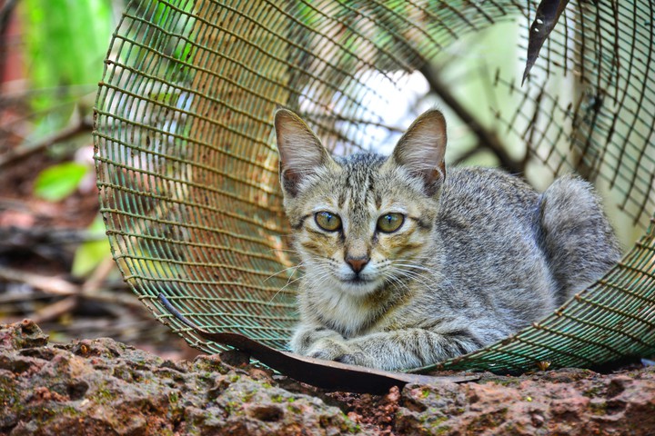 Cat