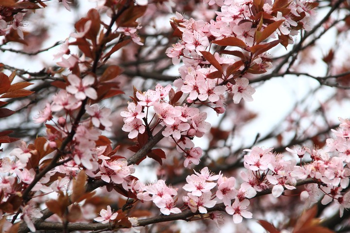 Pink Flowers