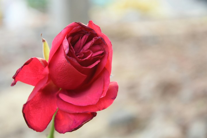 #rose