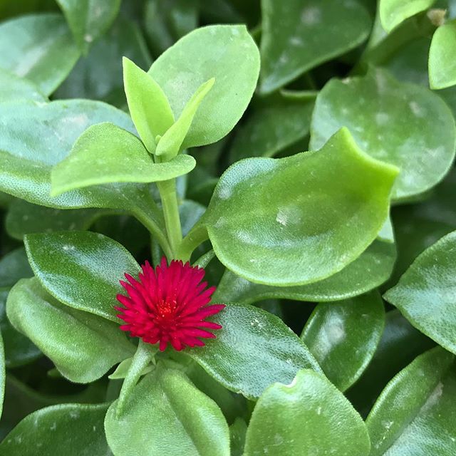 Ice Flower