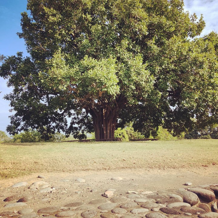 Gran Árbol